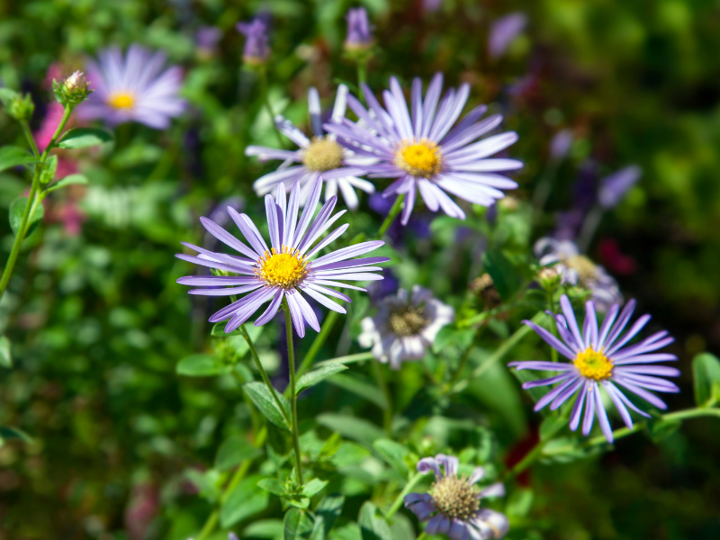 Symphyotrichum cordifolium, Heart-Leaved Aster in bloom