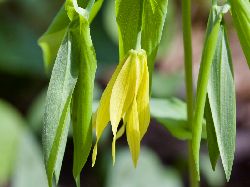 Uvularia grandiflora, Bellwort in bloom