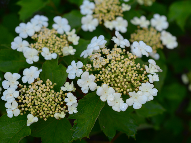 Viburnum trilobum, American cranberrybush viburnum in bloom