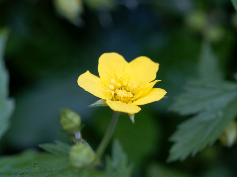 Waldsteinia fragarioides, Barren Strawberry in bloom