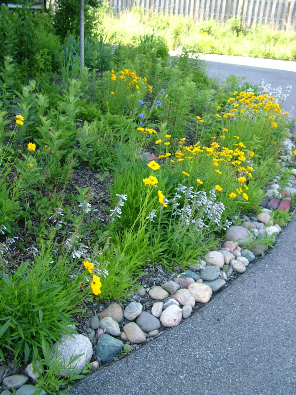 Native rainscape growing next to the road