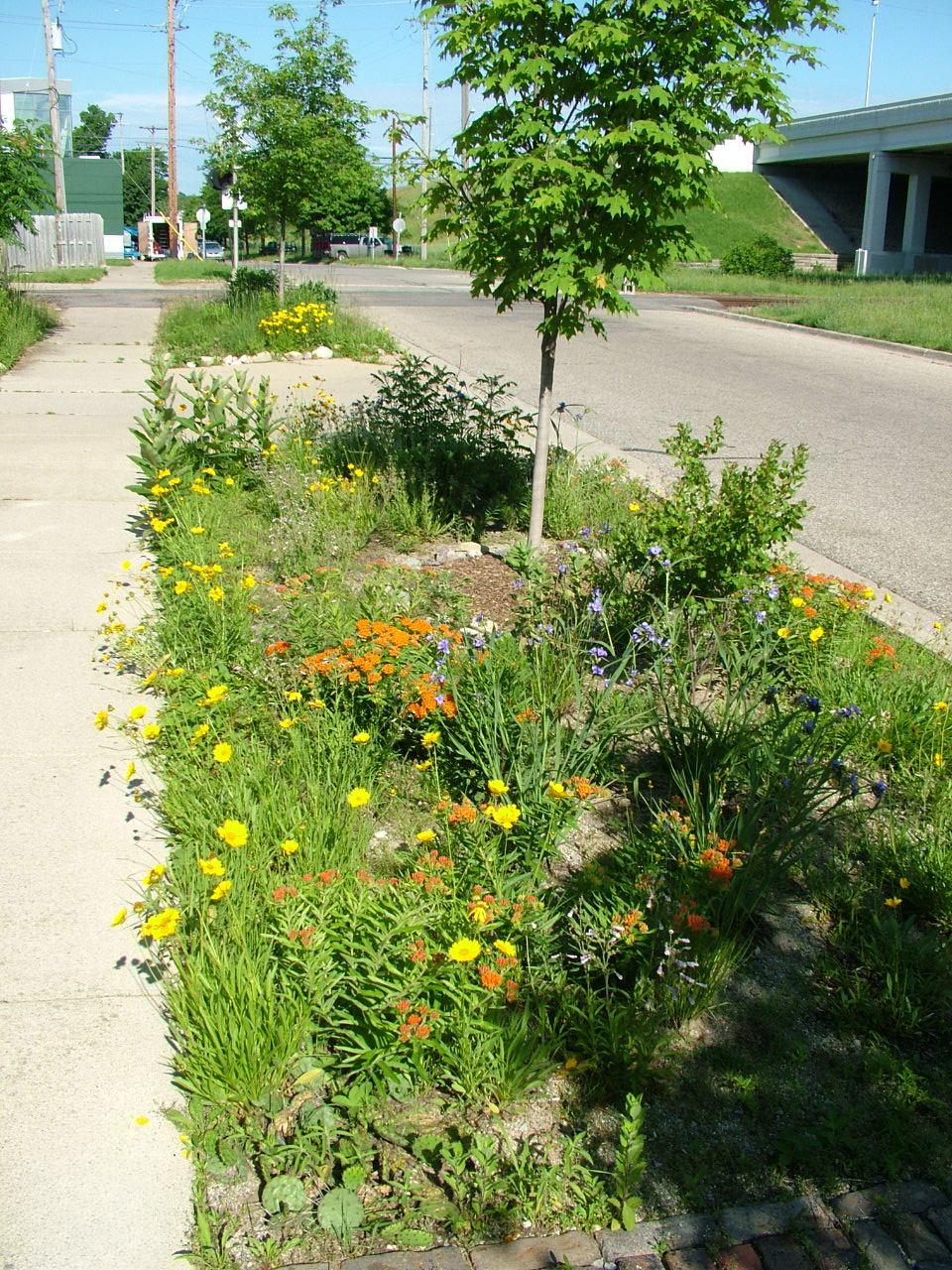 Roadside rain garden filled with native plants