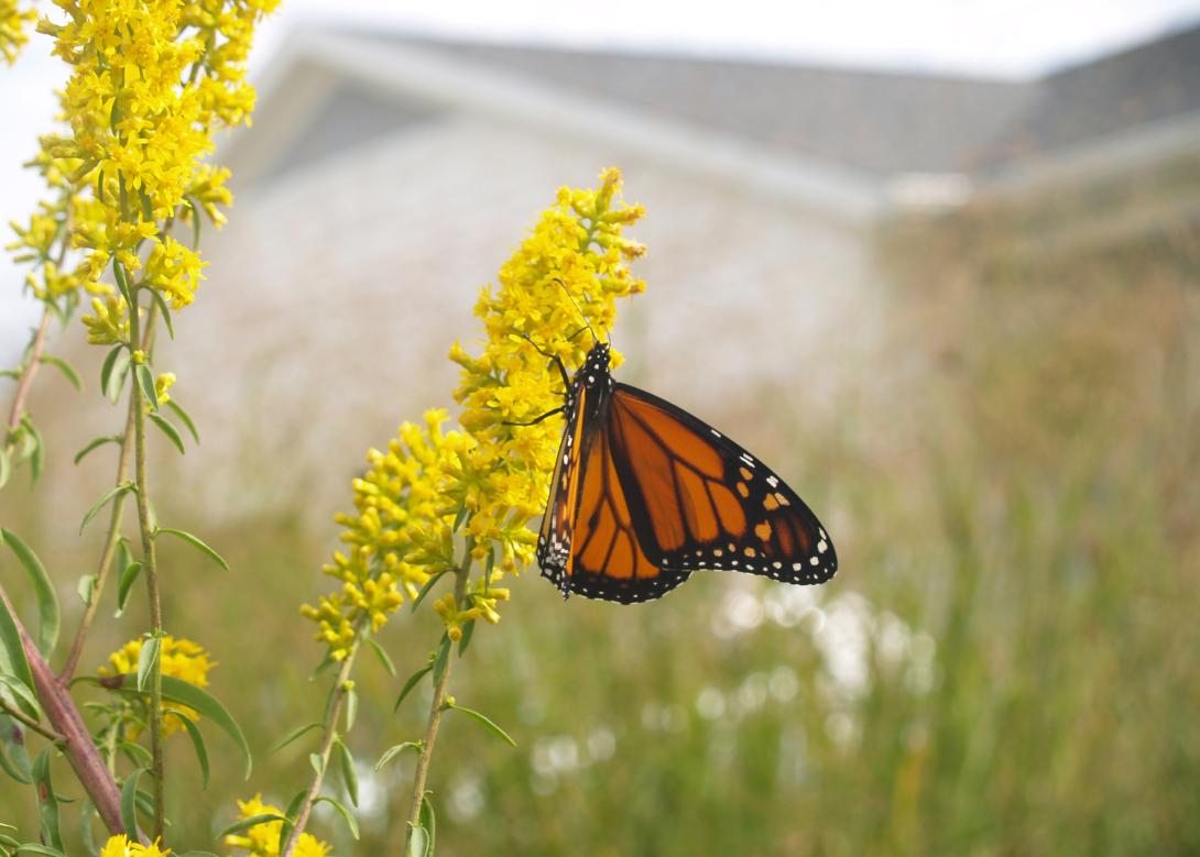 Monarch butterfly on goldenrod