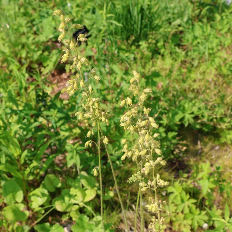 Alumroom sprouts standing tall in garden. 