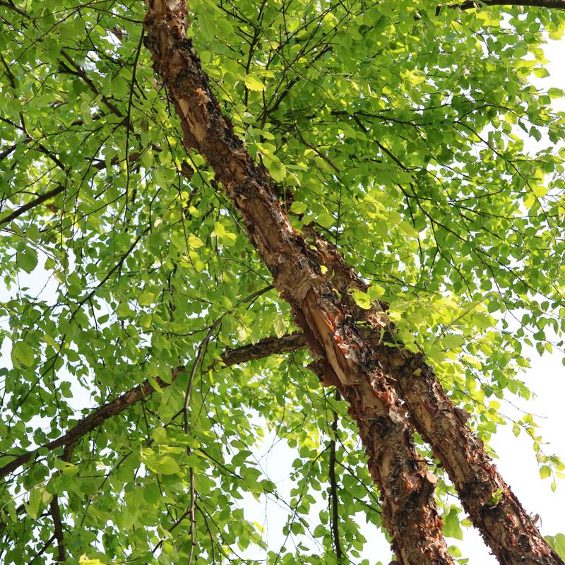 Close up view of mid section of a Birch tree trunk and leaves. 