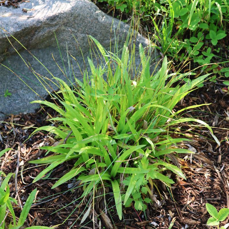 Plantain leaved sedge cluster sitting in mulch. 