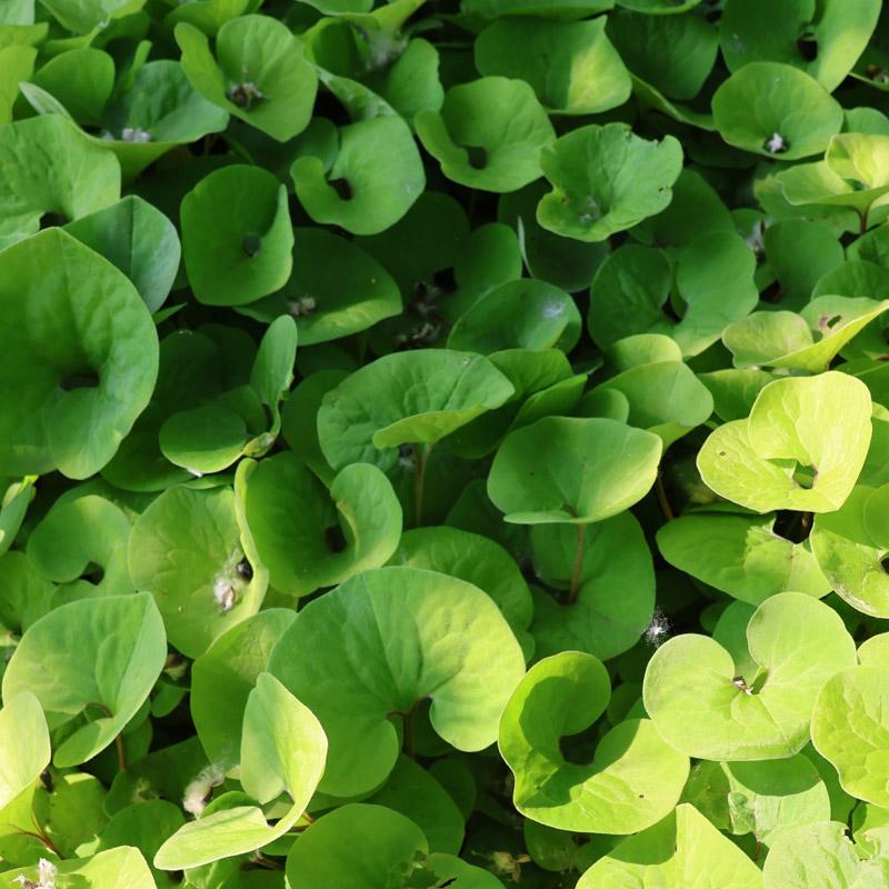 Wild ginger plants low to ground.
