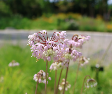 Allium cernuum in garden