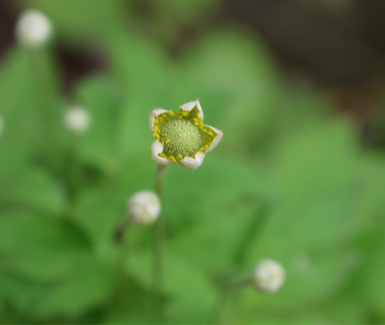Anemone virginiana in garden