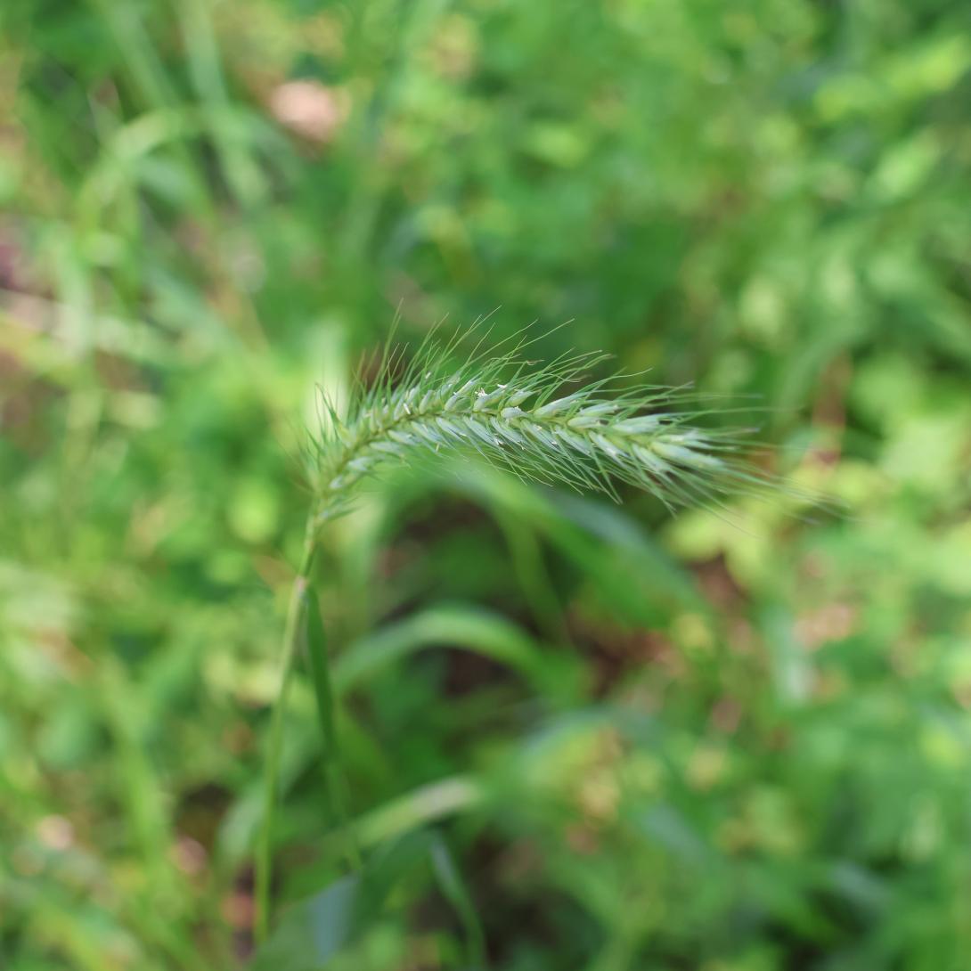 Bottle Brush grass in garden