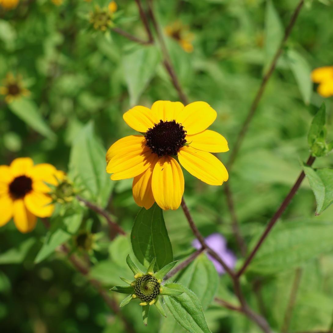Brown eyed susan flower on stem 