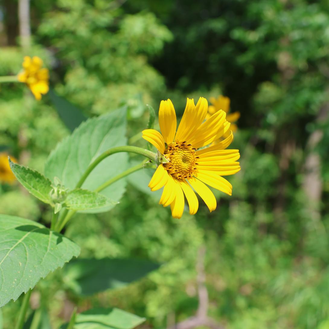 Large yellow False Sunflower bloom on stalk