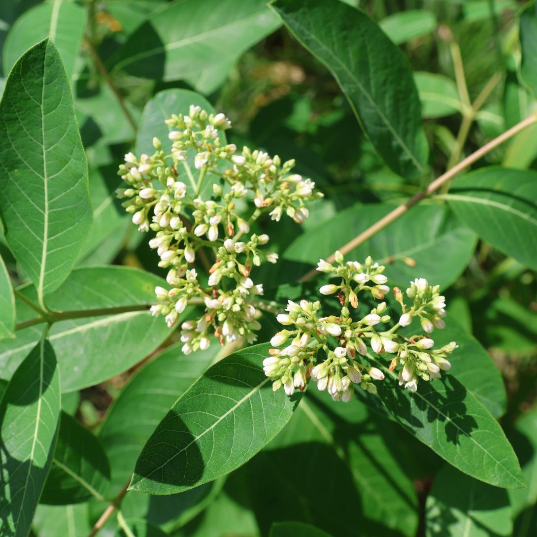 Indian Hemp blooms in garden 