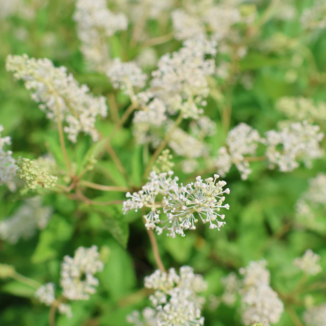 New Jersey Tea in garden 