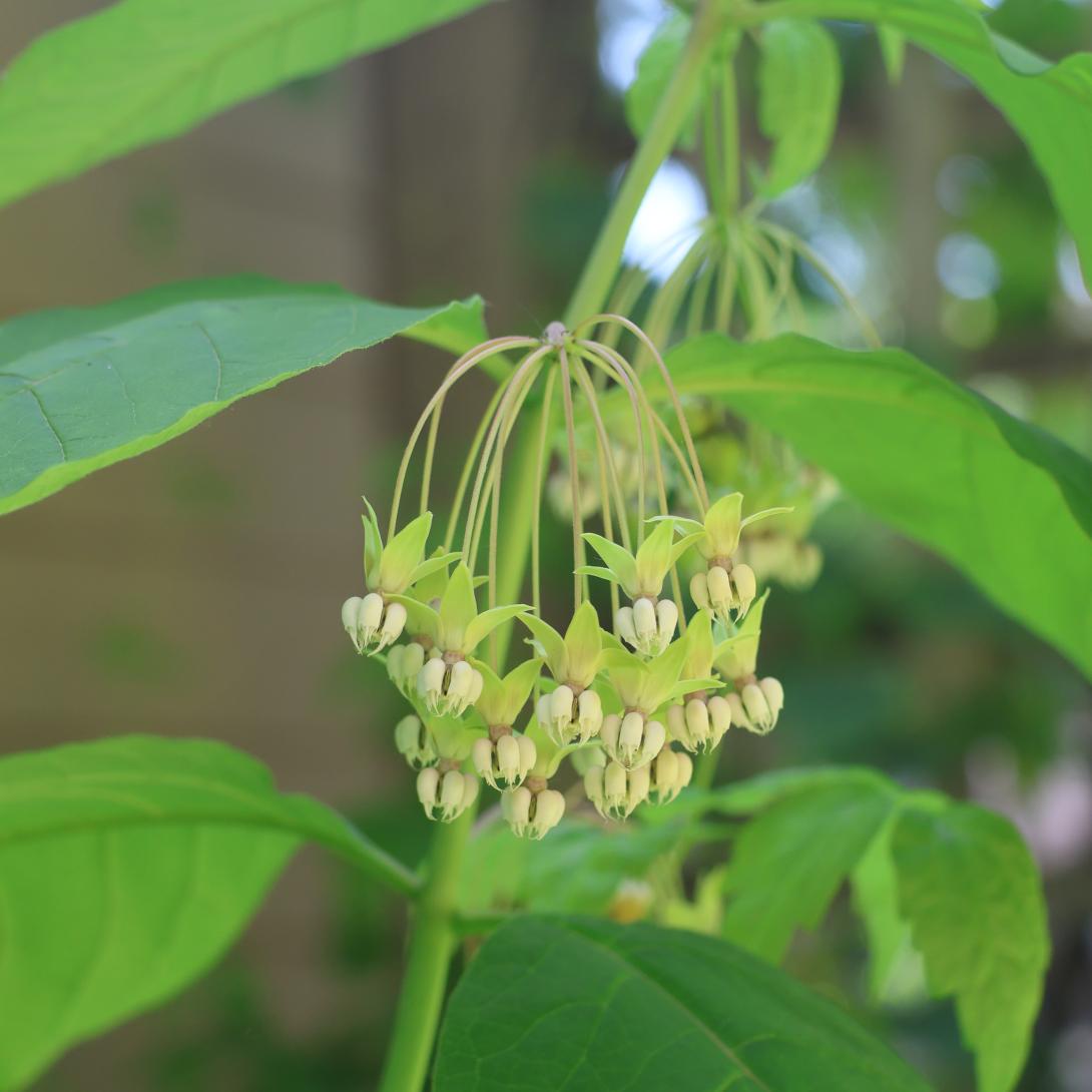 Poke Milkweed blooms hanging on leafy stem 