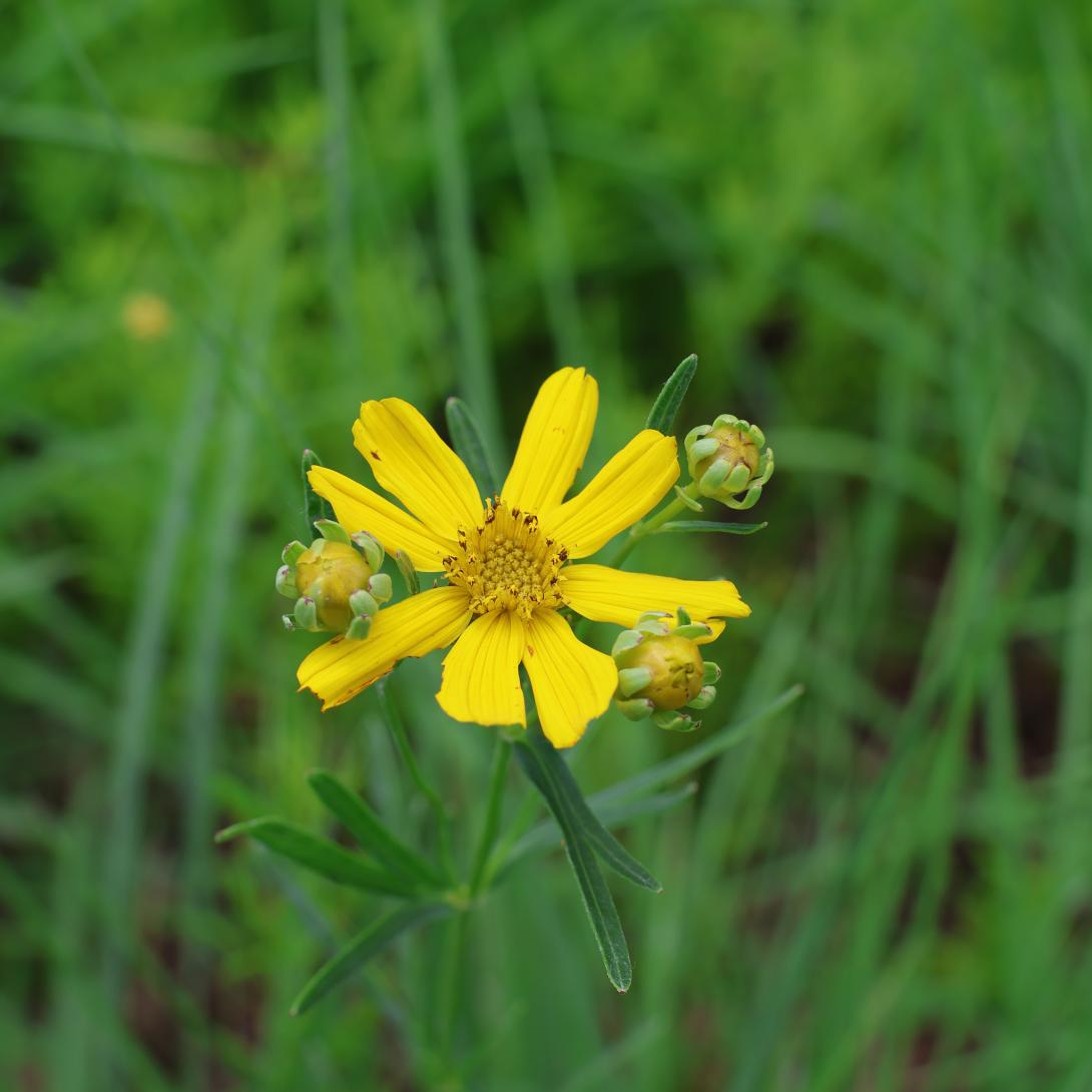 Yellow prairie coreopsis bloom on stem 