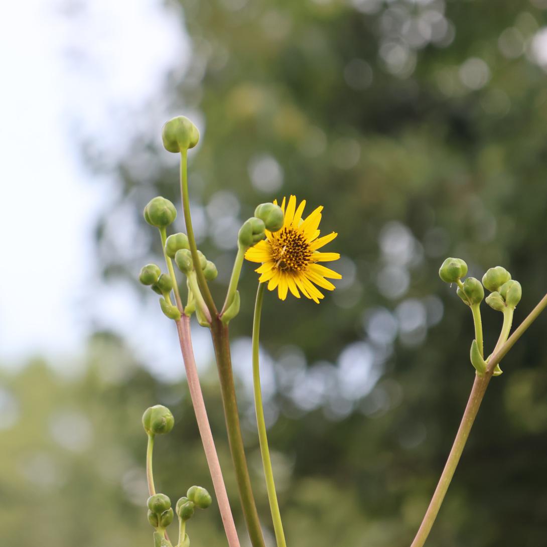 Prairie Dock in field 