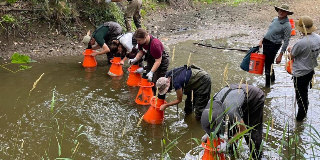Rare Mussel Research in Plaster Creek