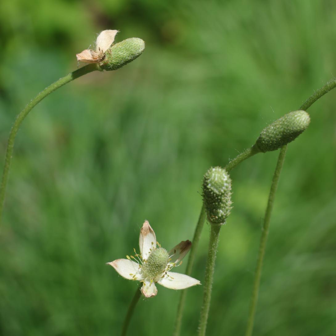 Thimbleweed bloom on stalk  