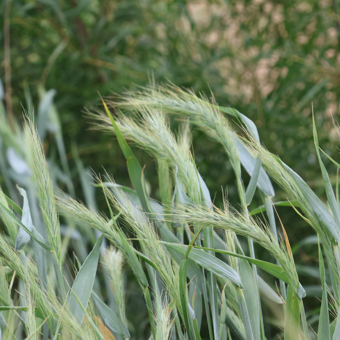 Virginia Wild Rye in garden 
