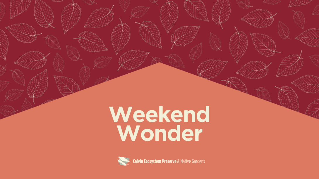 Weekend Wonder header
