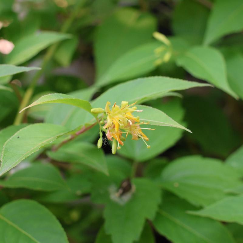 Bloom on leafy stalk 