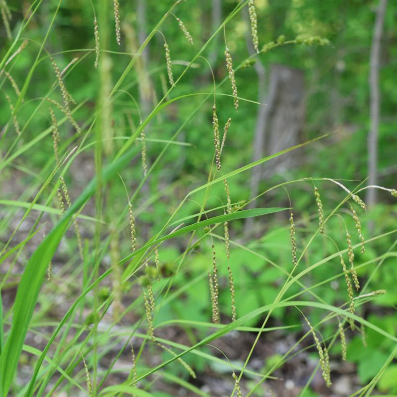 Graceful sedge in garden