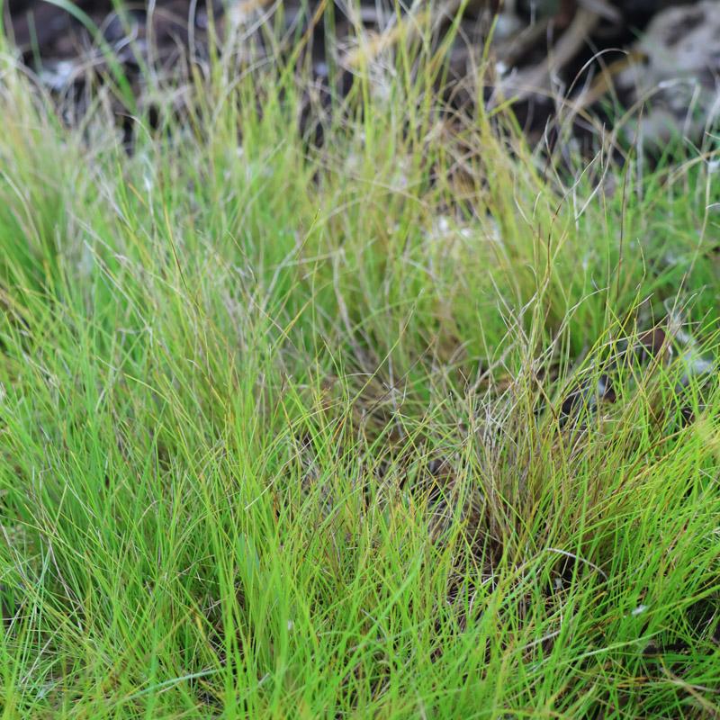 Ivory Sedge in garden