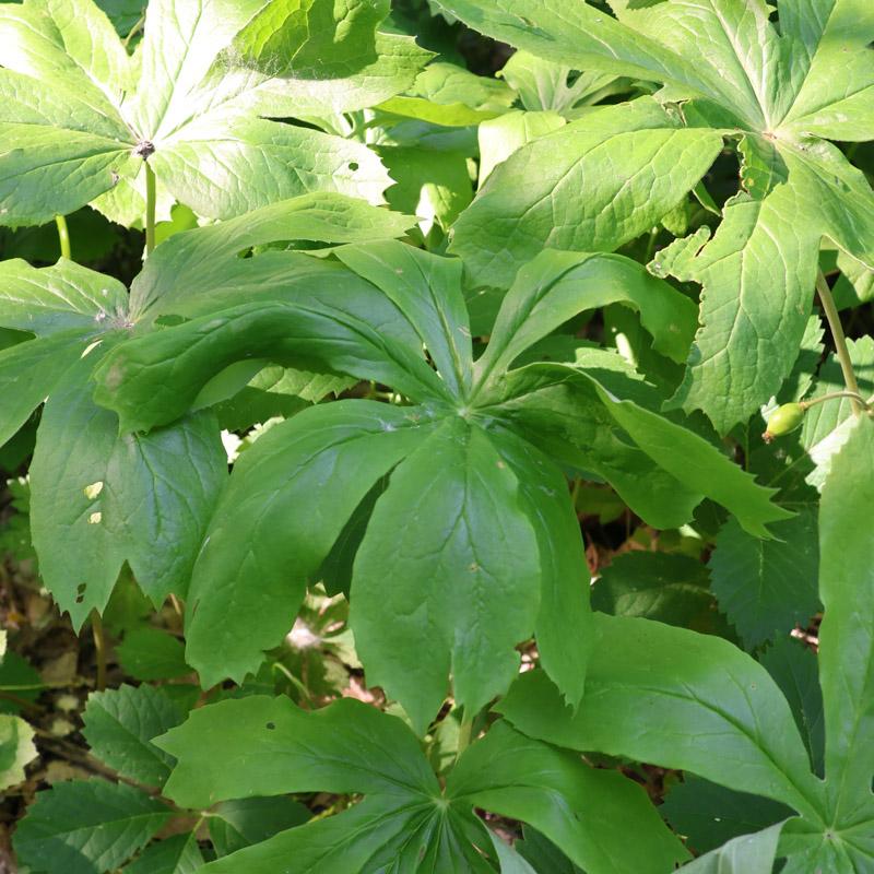 Mayapple under trees 
