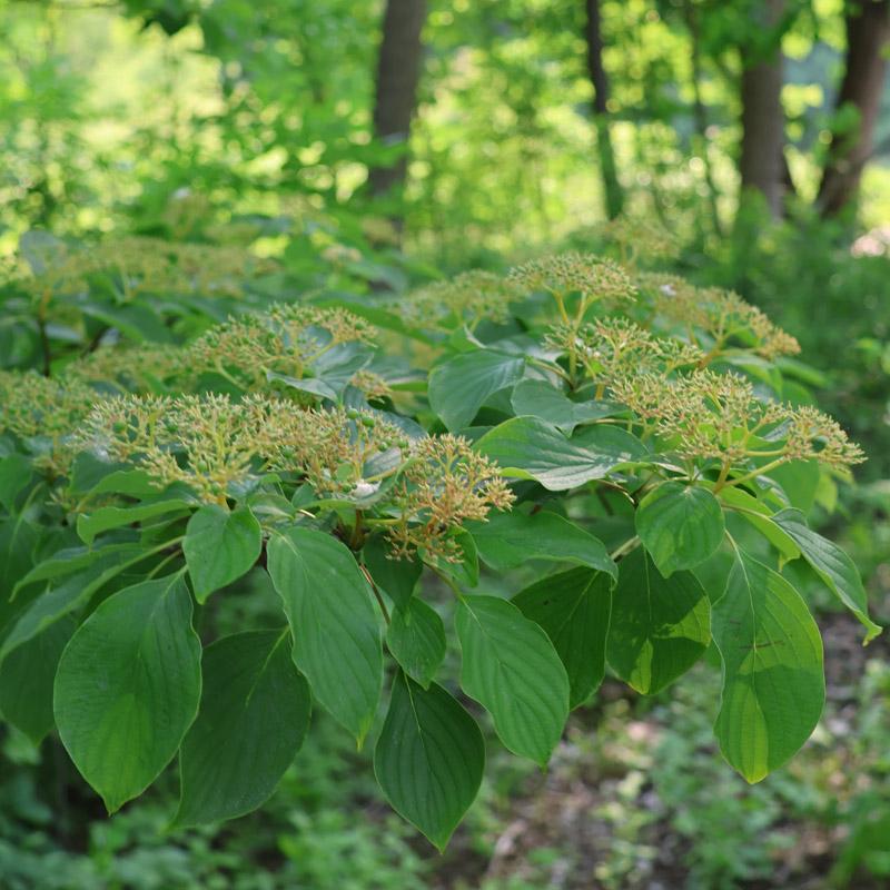 Leafy branch in garden 