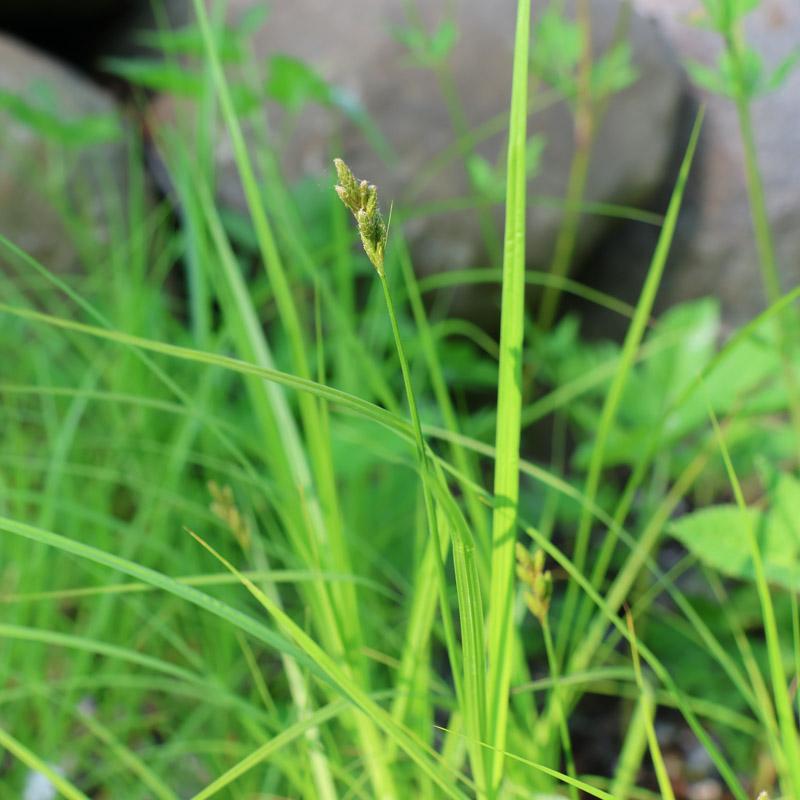 Green sedge in garden