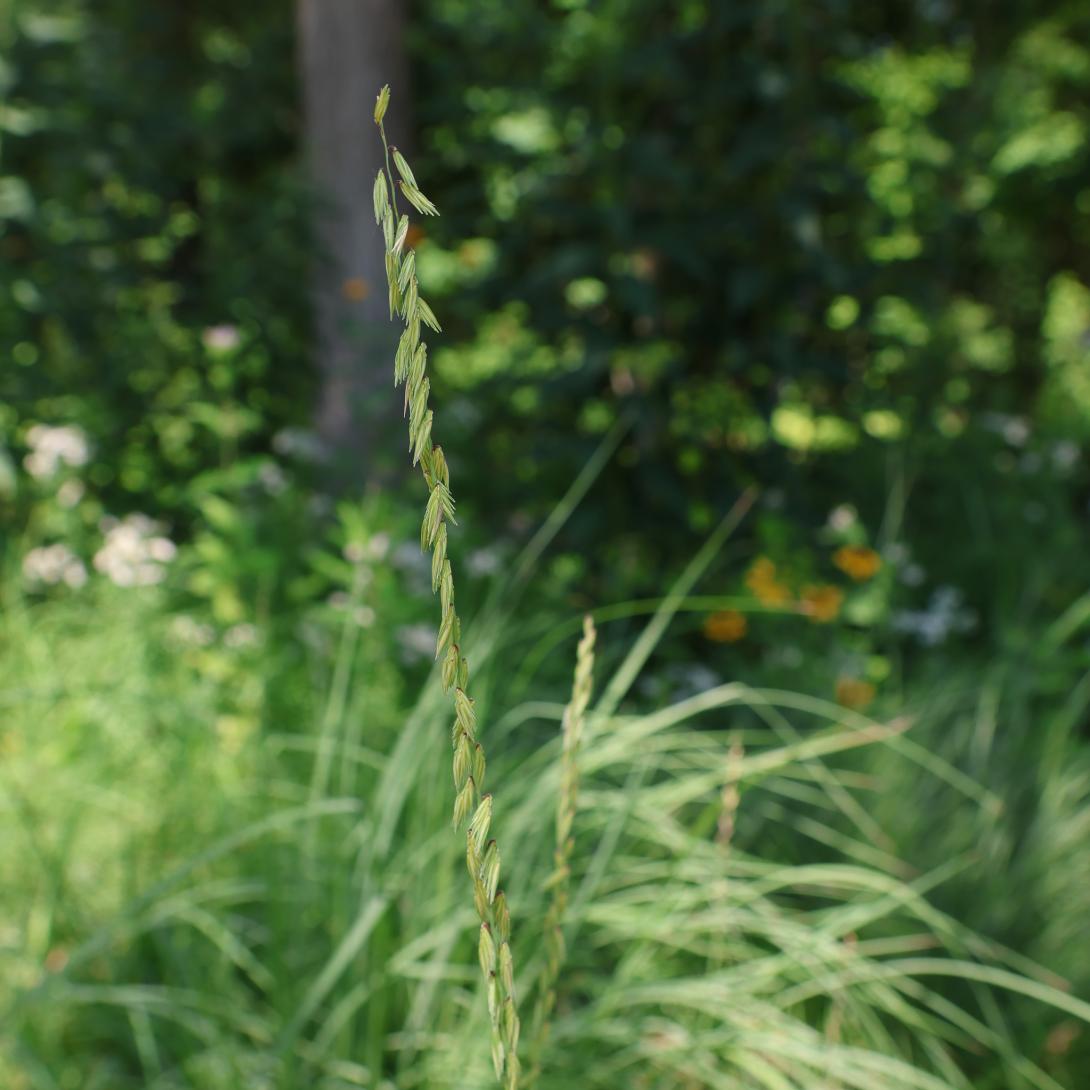 Sideoats grama seeds hanging on the top of a stem 