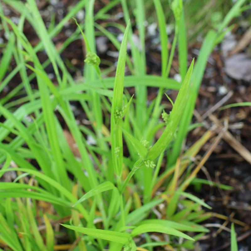 Wood sedge in gardenbed
