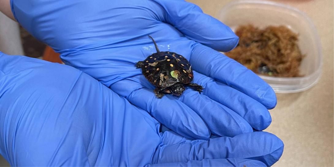 A close up of a baby turtle in the palm of a gloved hand