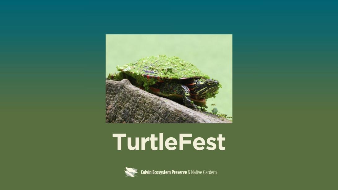 title header with turtle on a log