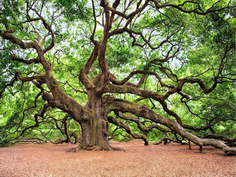 Branches of an oak tree displayed in Charleston, South Carolina foliage
