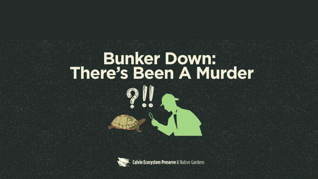 title header with detective/turtle/mystery punctuation