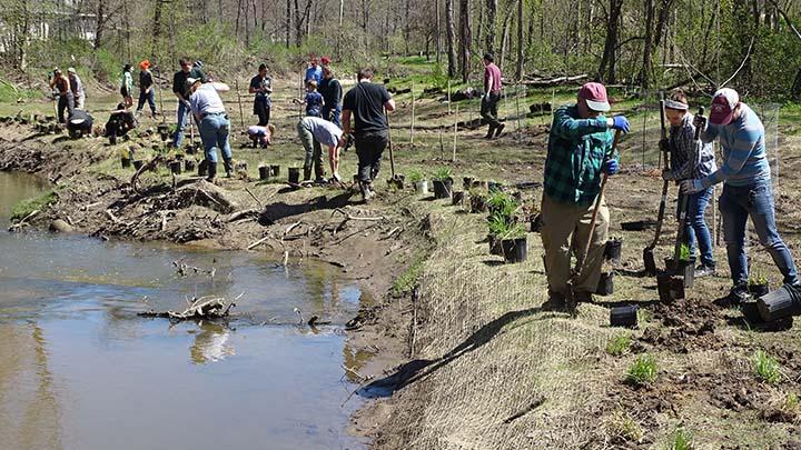 About a dozen people with shovels and plants are working outside near a river.