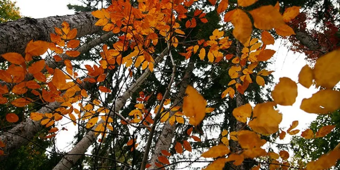2012-thanksgiving-trees-714.jpg