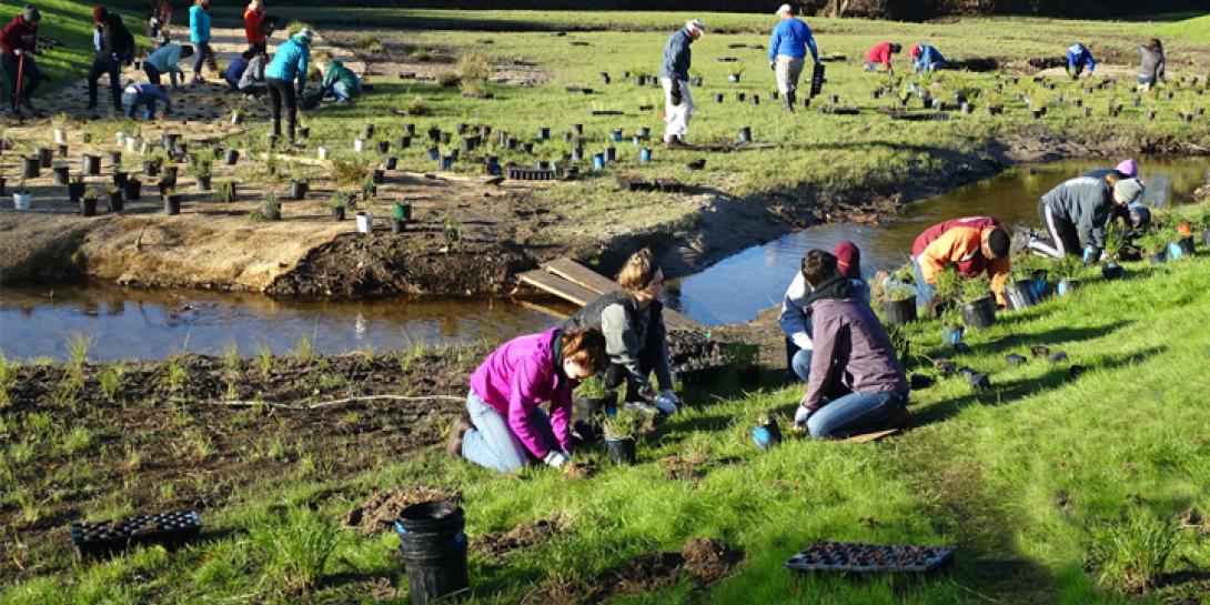 More than a dozen people are planting trees/plants along a restored creek.