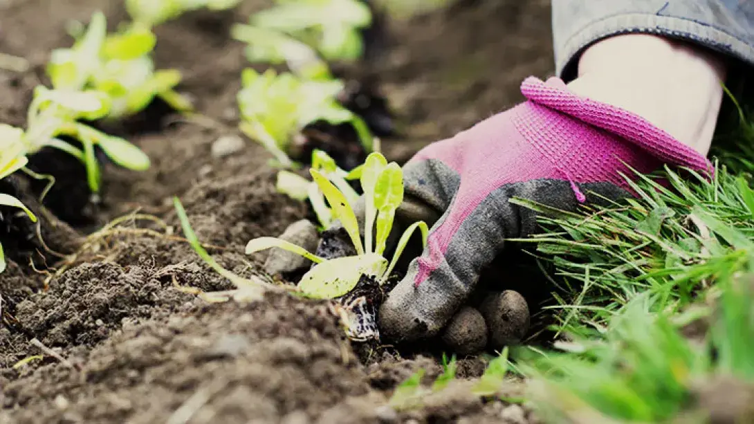 Garden_720x405.jpg