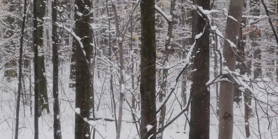 NakedTrees680.jpg
