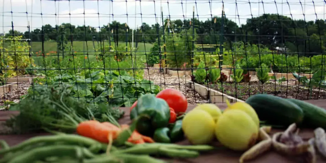 Vegetables from the community garden