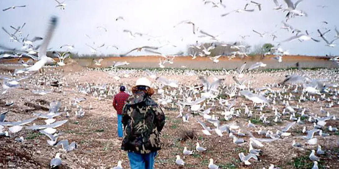 grasman-birdsbanner01.jpg