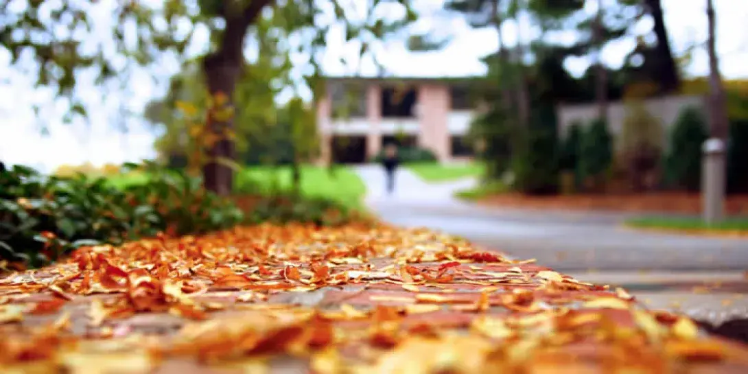 leaves714.jpg