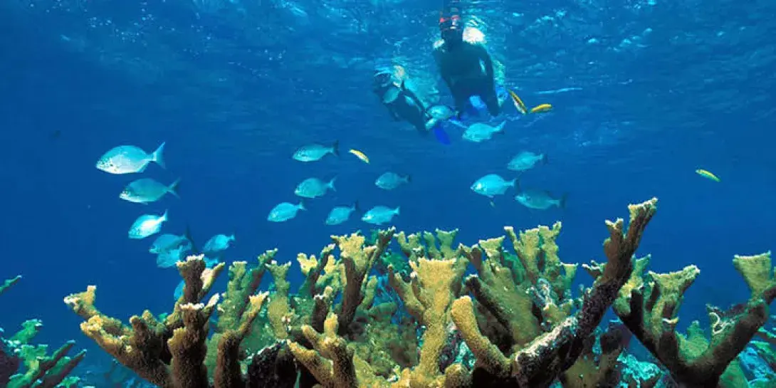 snorkel714.jpg