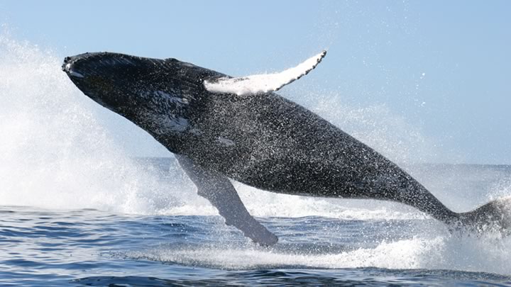 whale_research